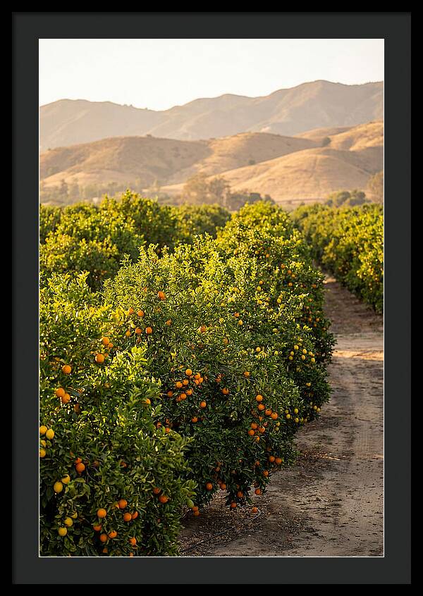 Farm Citrus Bliss