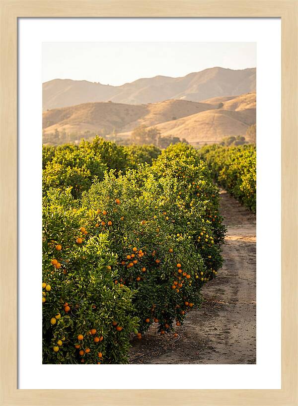 Farm Citrus Bliss