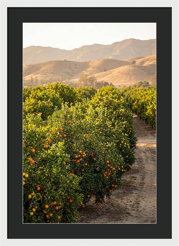 Farm Citrus Bliss