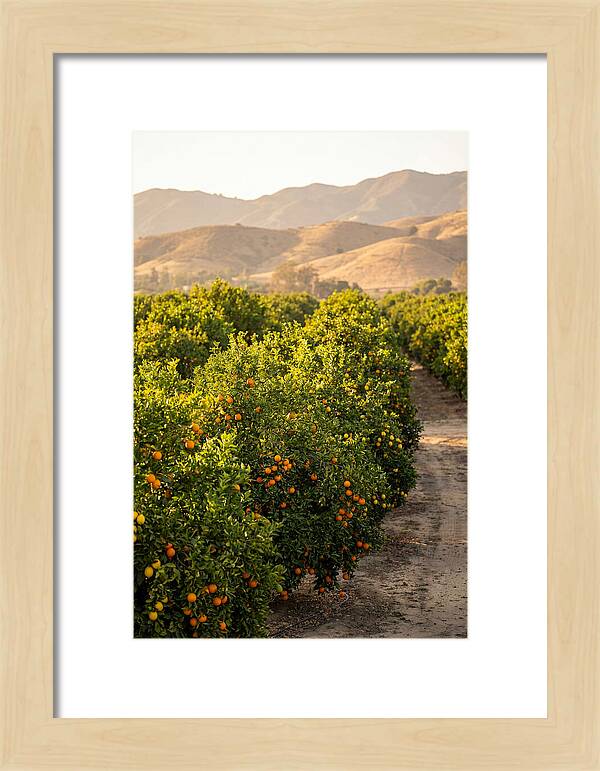 Farm Citrus Bliss