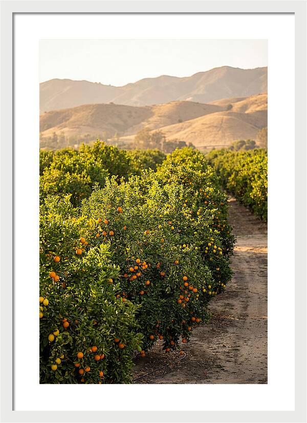 Farm Citrus Bliss