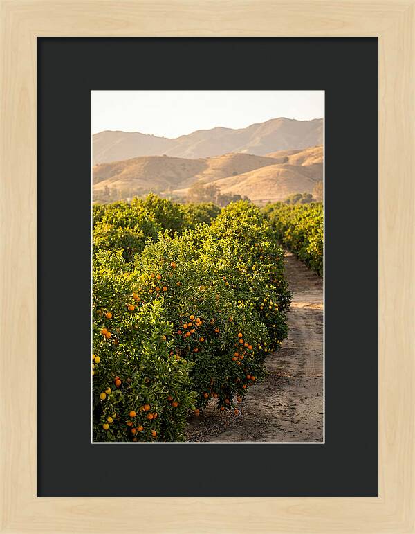 Farm Citrus Bliss
