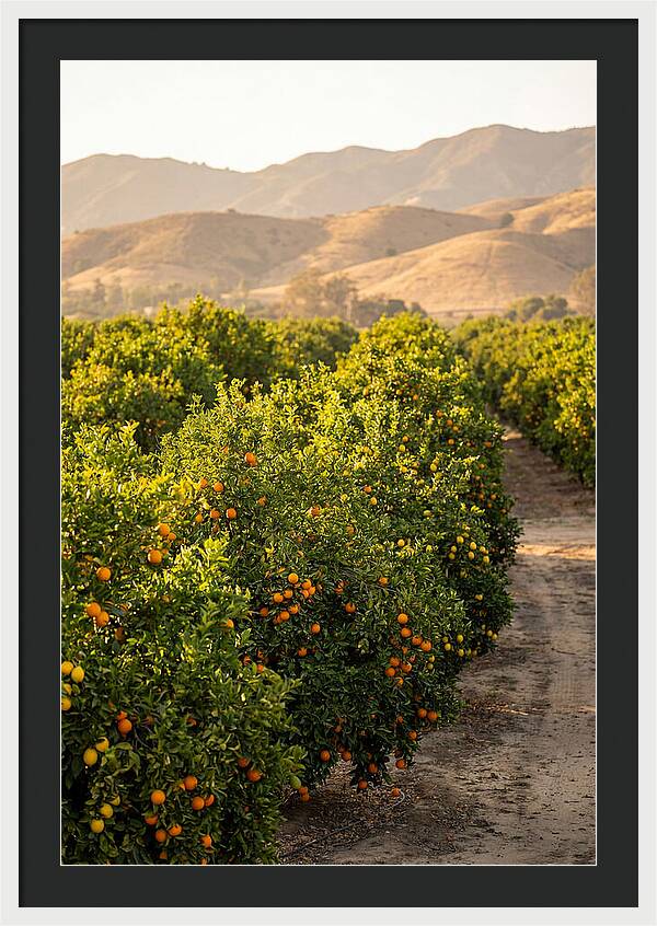 Farm Citrus Bliss