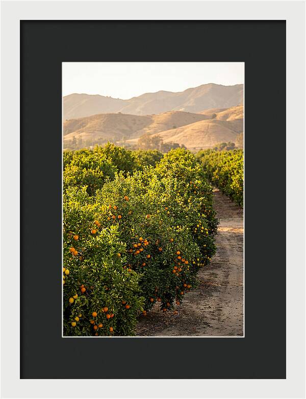 Farm Citrus Bliss