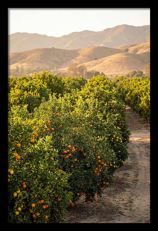 Farm Citrus Bliss