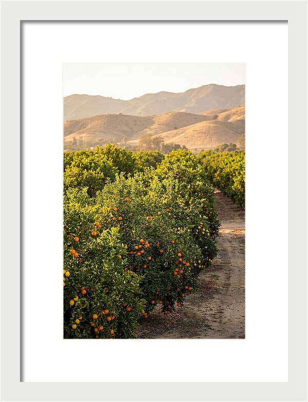 Farm Citrus Bliss