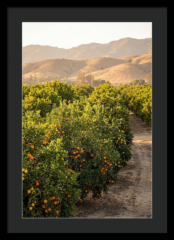 Farm Citrus Bliss