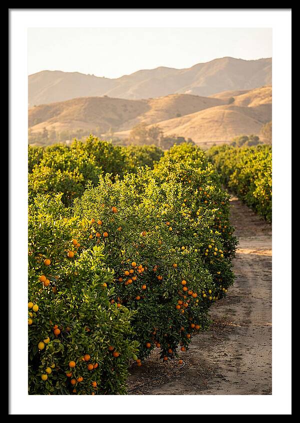 Farm Citrus Bliss