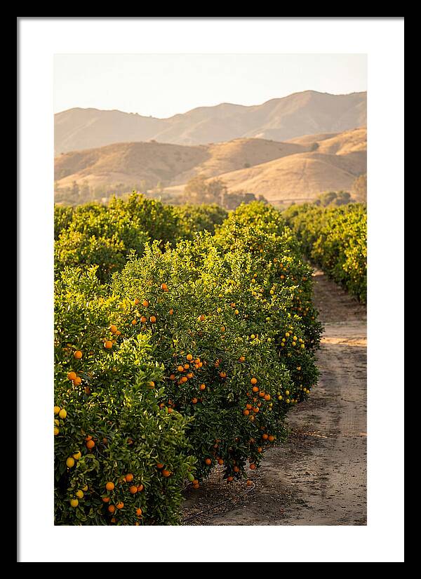 Farm Citrus Bliss