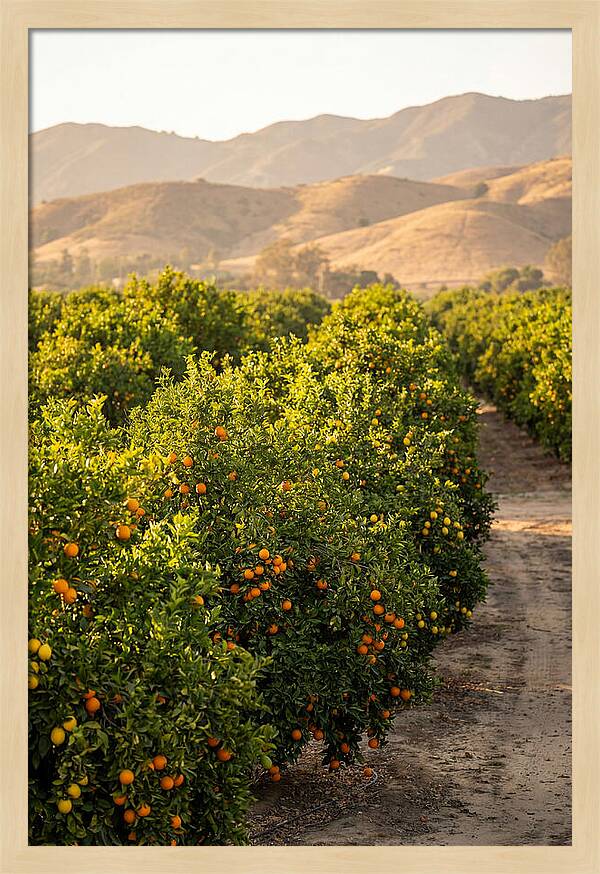 Farm Citrus Bliss
