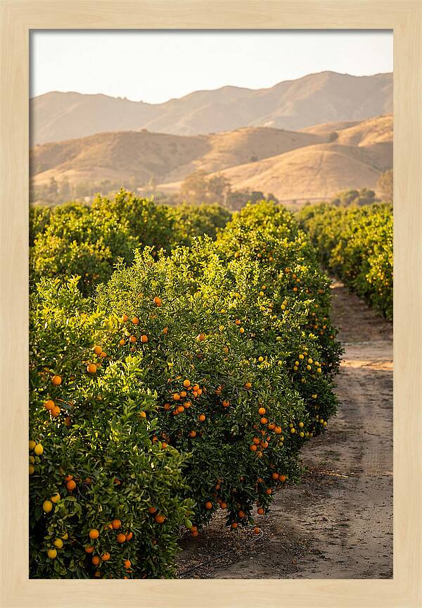 Farm Citrus Bliss