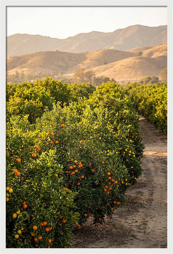 Farm Citrus Bliss