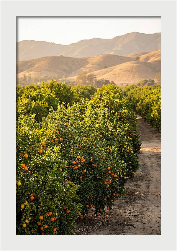 Farm Citrus Bliss
