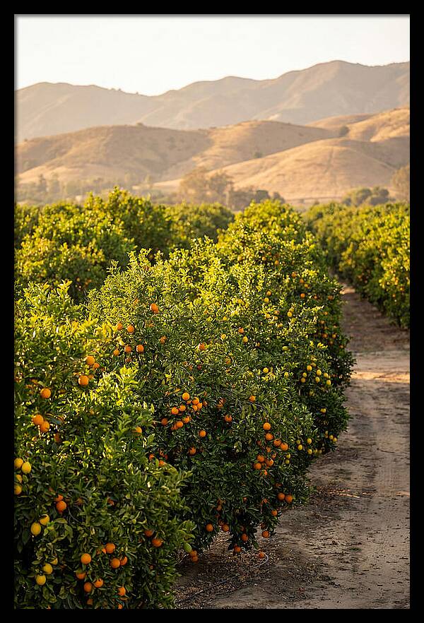 Farm Citrus Bliss