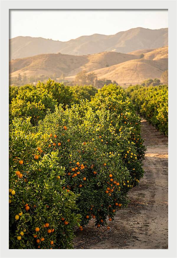 Farm Citrus Bliss
