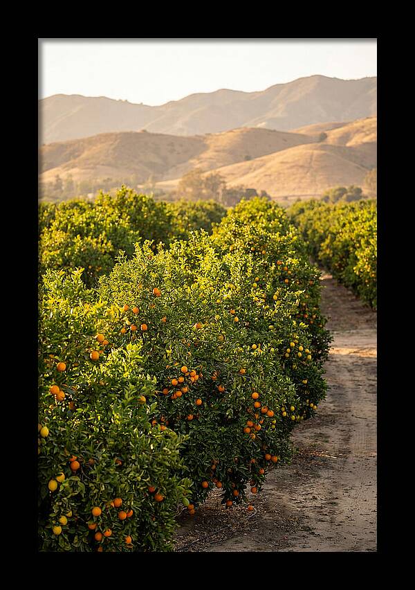 Farm Citrus Bliss
