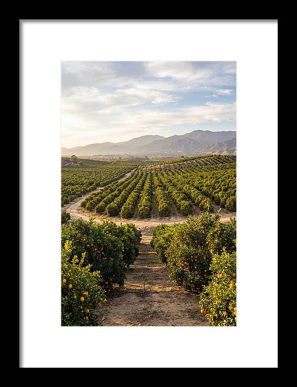 Farm Citrus Landscape At Dusk