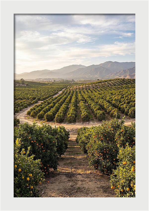 Farm Citrus Landscape At Dusk