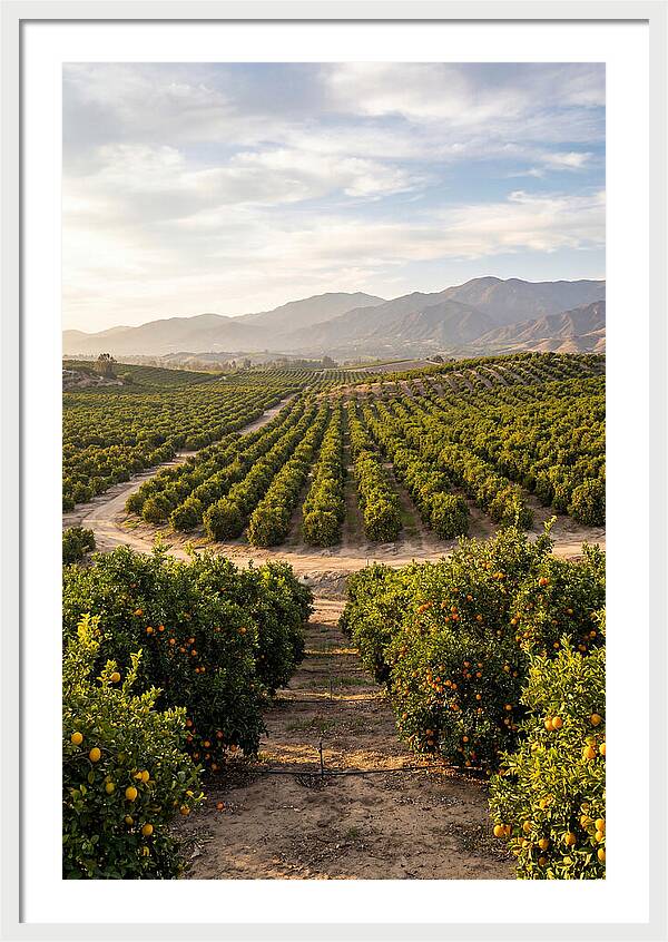 Farm Citrus Landscape At Dusk