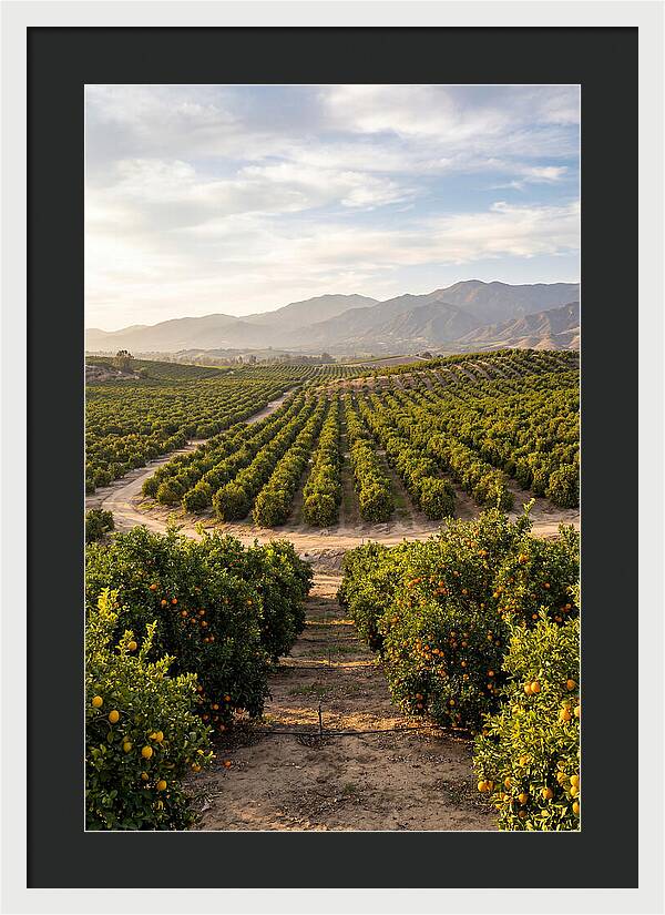 Farm Citrus Landscape At Dusk