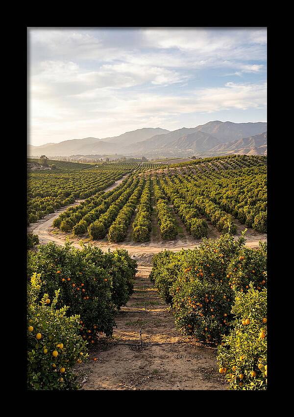 Farm Citrus Landscape At Dusk