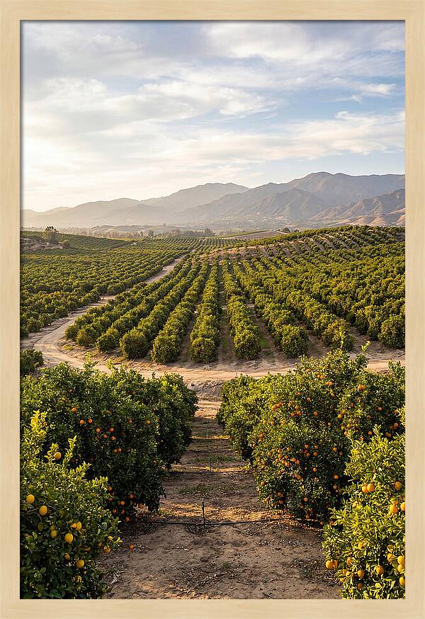 Farm Citrus Landscape At Dusk