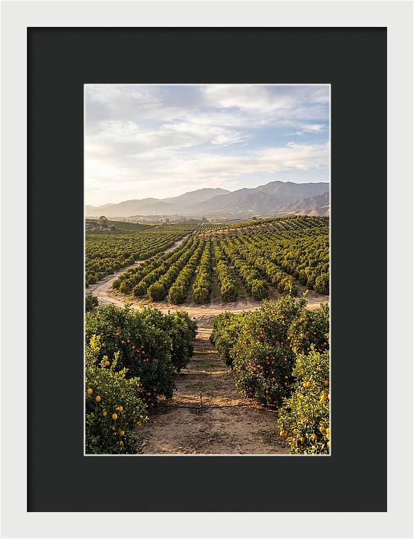 Farm Citrus Landscape At Dusk