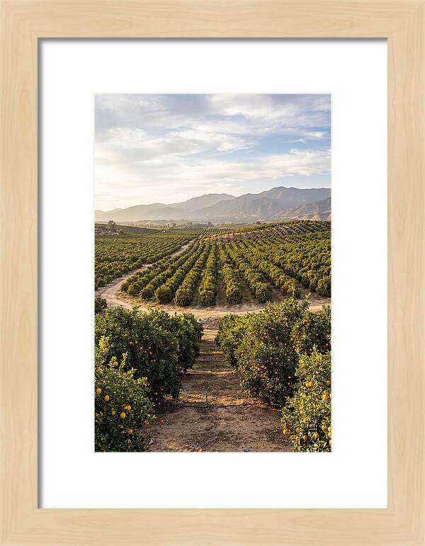 Farm Citrus Landscape At Dusk