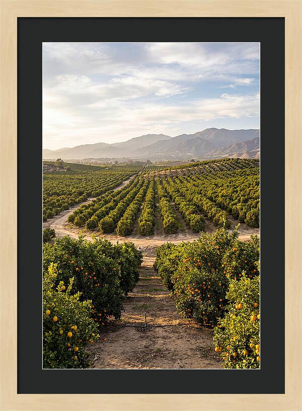 Farm Citrus Landscape At Dusk