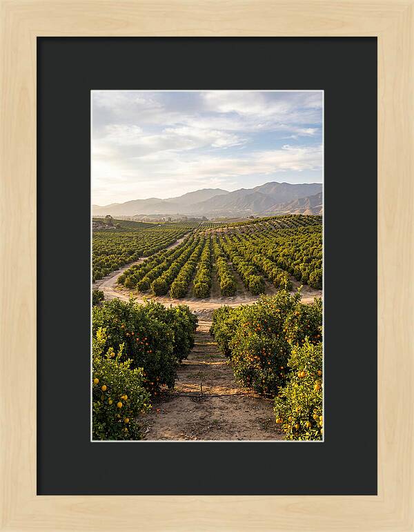 Farm Citrus Landscape At Dusk