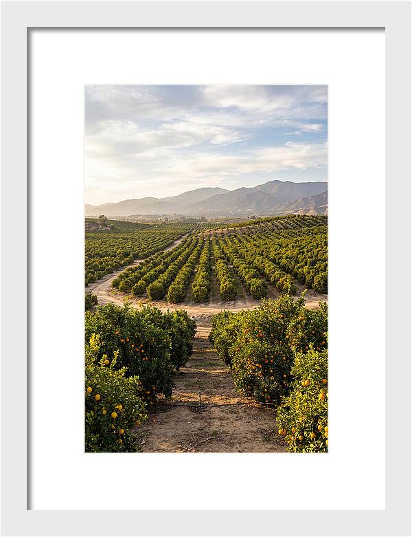 Farm Citrus Landscape At Dusk