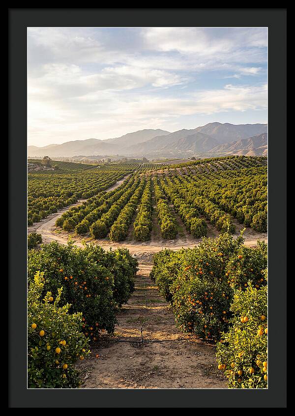 Farm Citrus Landscape At Dusk
