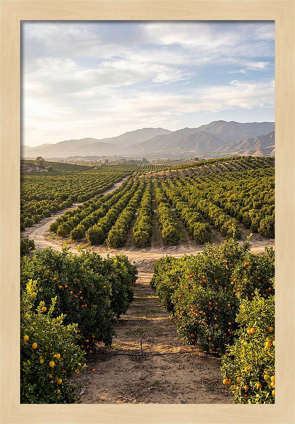 Farm Citrus Landscape At Dusk