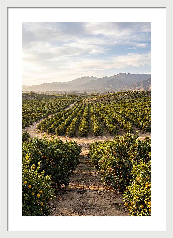 Farm Citrus Landscape At Dusk