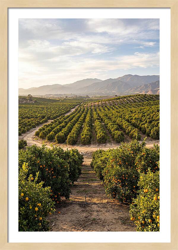 Farm Citrus Landscape At Dusk