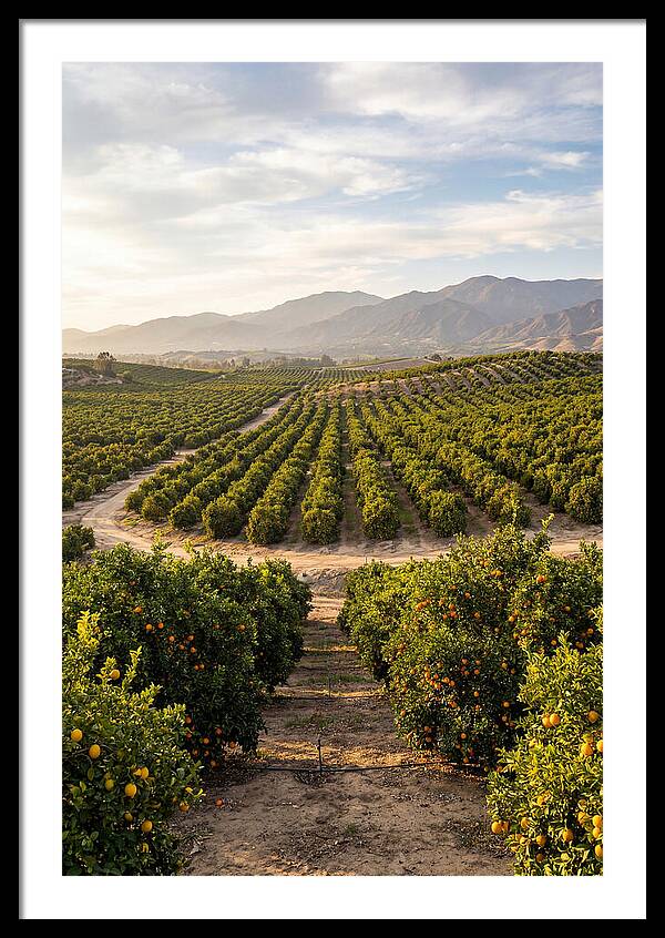 Farm Citrus Landscape At Dusk