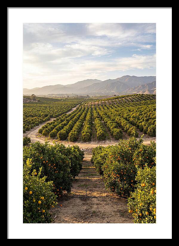 Farm Citrus Landscape At Dusk