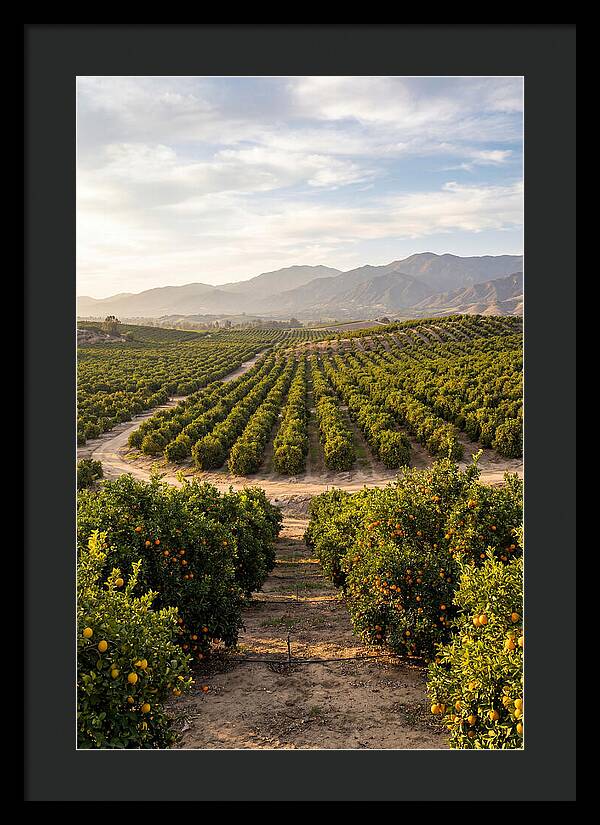Farm Citrus Landscape At Dusk
