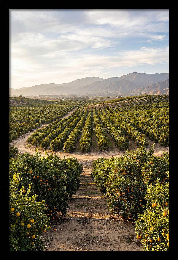 Farm Citrus Landscape At Dusk