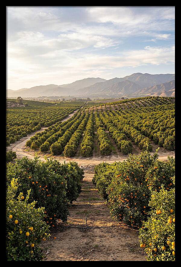 Farm Citrus Landscape At Dusk