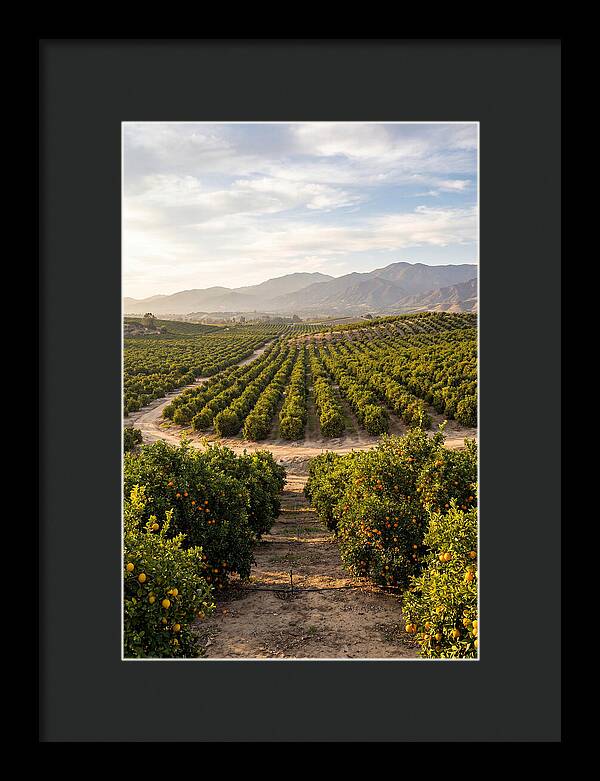 Farm Citrus Landscape At Dusk