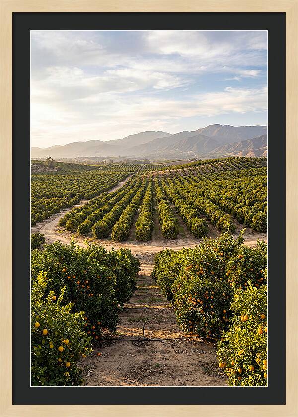 Farm Citrus Landscape At Dusk