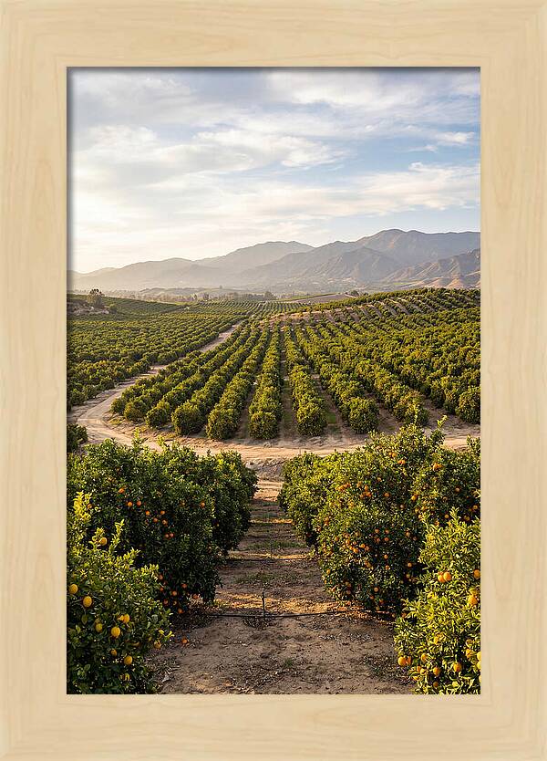 Farm Citrus Landscape At Dusk