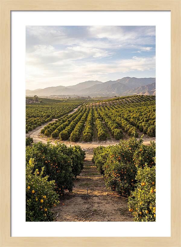 Farm Citrus Landscape At Dusk