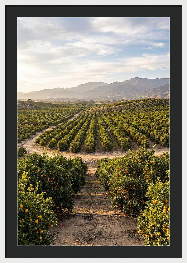 Farm Citrus Landscape At Dusk