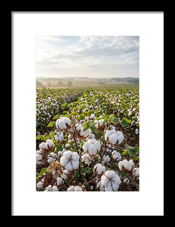 Farm Cotton Blooms Under Sunlight