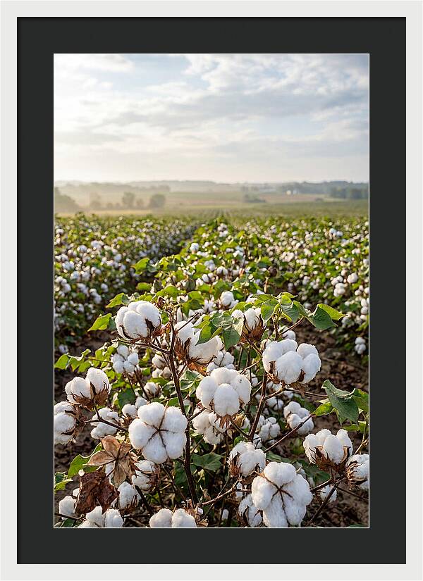 Farm Cotton Blooms Under Sunlight