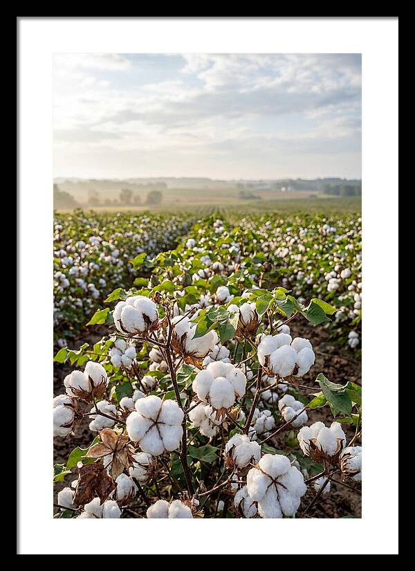Farm Cotton Blooms Under Sunlight