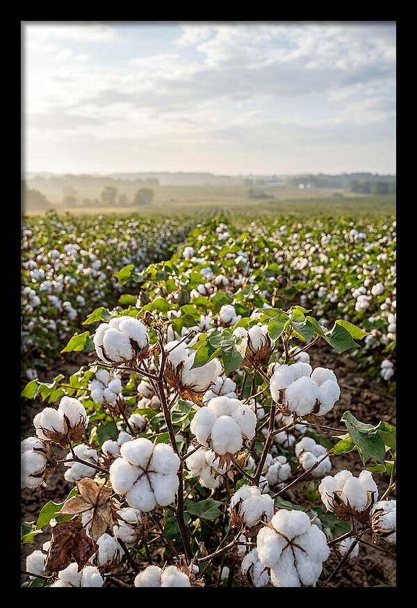 Farm Cotton Blooms Under Sunlight