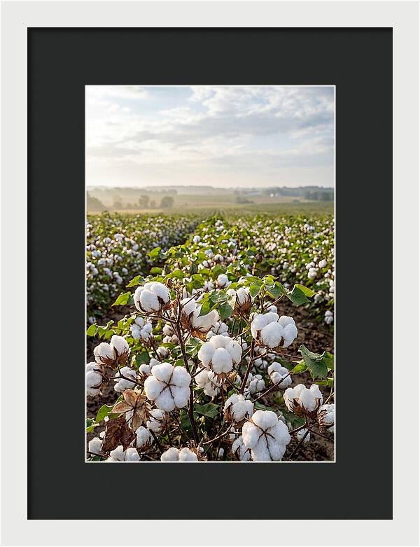 Farm Cotton Blooms Under Sunlight